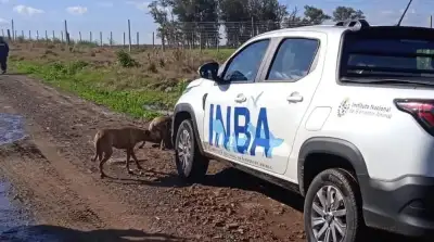 Desnutrición, perros...