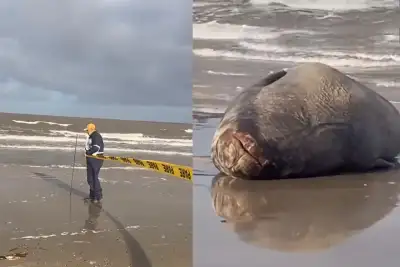 Un elefante marino a...